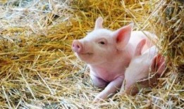 小猪吃瓜日本兔子岛