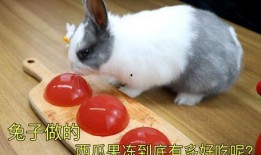 吃瓜兔哭,揭秘娱乐圈背后的泪与笑