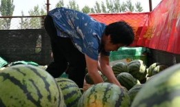 洋光村吃瓜,揭秘乡村里的欢乐时光