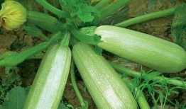 哺乳期吃茭瓜,营养与健康的双重保障