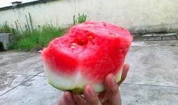 吃瓜迎宾,一场别开生面的盛宴体验