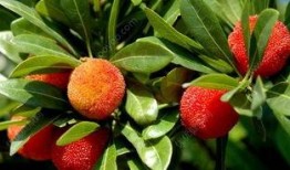 吃杨梅后可以吃秋瓜吗,食用搭配的适宜性探讨