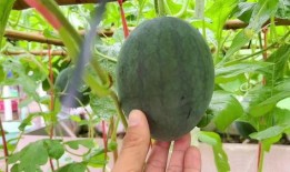 吃瓜下雨天,夏日清凉时光