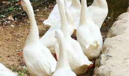 鹅吃瓜挂科,一场校园奇闻引发的挂科风波