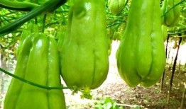 25岁在线吃瓜,网络时代的娱乐观察