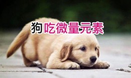 狗吃王瓜,一场与王瓜的美食邂逅