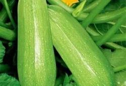 西晴和网红吃瓜,揭秘娱乐圈幕后故事