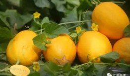 吃蜜瓜合集,品味甜蜜，尽享夏日清凉