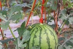 免费福利吃瓜群,揭秘网络社交新潮流