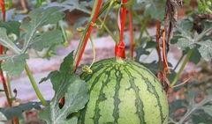 免费福利吃瓜群,揭秘网络社交新潮流