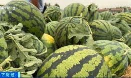 圣华女子吃瓜,一场吃瓜盛宴背后的真相揭秘