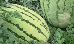 楼兰密瓜怎么吃,解锁美味新境界