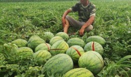 掉瓜咋吃,探索瓜类食材的多彩烹饪之道