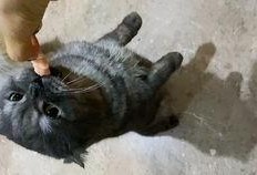 吃瓜猫游戏解说,吃瓜猫带你领略游戏解说界的欢乐盛宴