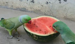 鹦鹉 吃瓜,鹦鹉的夏日瓜趣时光