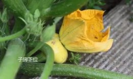 弯弯吃瓜群,揭秘网络社交圈的趣味与争议