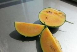 彩虹朋友吃的瓜,揭秘甜蜜背后的故事