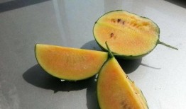 彩虹朋友吃的瓜,揭秘甜蜜背后的故事