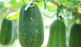 什么瓜可以吃几年