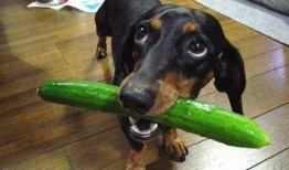 狗狗可以吃鲜瓜吗,安全与禁忌揭秘