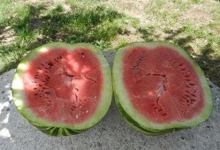 梦见旅游吃瓜,揭秘梦中旅游吃瓜的神秘寓意