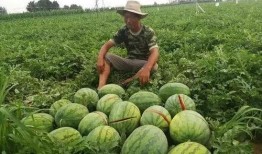 掉瓜咋吃,探索瓜类食材的多彩烹饪之道