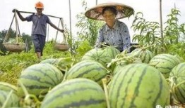 请村花吃小瓜,甜蜜邂逅，共享田园时光