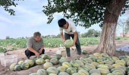吃瓜献县,揭秘当地美食与风土人情