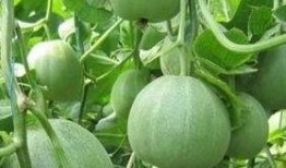 辽宁理工吃瓜事件,校园风波背后的真相揭秘