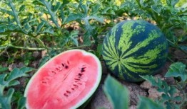 沉静吃瓜,洞察娱乐圈风云变幻