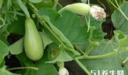 玫瑰瓜可以长期吃吗,健康美味，长期食用的理想选择