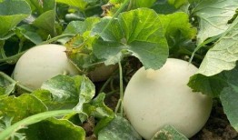 童年瓜地里吃瓜,回味那甜蜜的瓜香时光