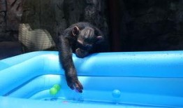 学猩猩吃瓜,揭秘动物界的趣味食趣