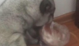 圆脸吃瓜图片,萌态十足引网友热议