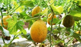 园仔吃瓜,揭秘娱乐圈的甜蜜与苦涩