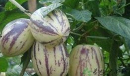 痛风人吃茄瓜,痛风患者食用茄瓜的注意事项与建议