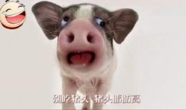 猪头特效发吃瓜,揭秘网络热梗背后的趣味与争议