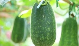 吃瓜也要看品种,吃瓜也要看品种，揭秘不同瓜类背后的秘密