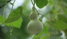 坐月子可以吃葫芦瓜,葫芦瓜的营养与适宜食用指南