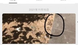 汕头投稿吃瓜,一场别开生面的“吃瓜”盛宴