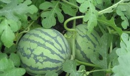 海伦司吃瓜在哪