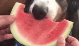 小狗吃瓜的样子