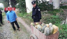 北部吃瓜事件,揭秘网络舆论的风暴与反思