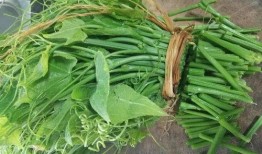 佛手瓜怎么吃没毒,揭秘无毒美味烹饪方法