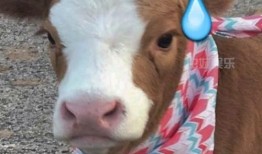 抖音吃瓜大队,揭秘网络热点背后的真相与笑料