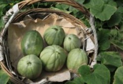 童年瓜地里吃瓜,回味那甜蜜的瓜香时光