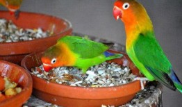 带你吃瓜讲解鹦鹉,带你领略鸟中“智者”的趣味生活