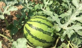 各年代吃瓜,各年代吃瓜文化概览