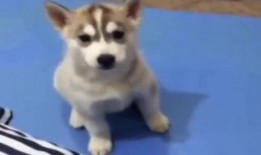 狗狗吵架突然吃瓜,意外吃瓜成焦点