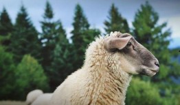 晴天小羊吃瓜视频,萌态十足引网友热议